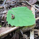 Hello, Iowa Pleistocene snail.